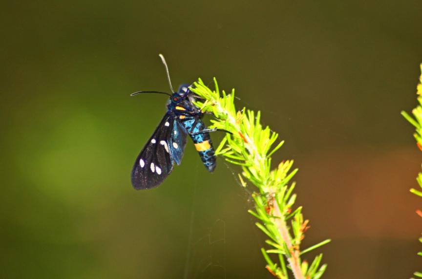 Amata phegea - Erebidae Arctiinae.........dal Trentino